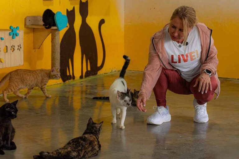 Ieda Chaves destina mais de R$ 2,3 milhões à causa animal em Rondônia e mantém abrigo com recursos próprios
