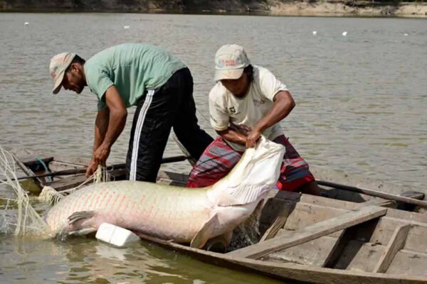 Estudo genético inédito da UFPA cria base para manejo sustentável de peixes amazônicos