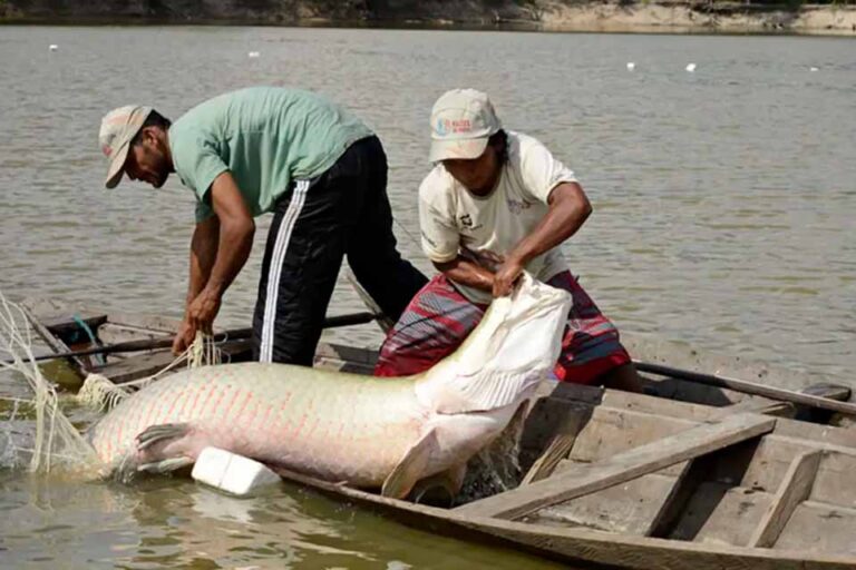 Estudo genético inédito da UFPA cria base para manejo sustentável de peixes amazônicos