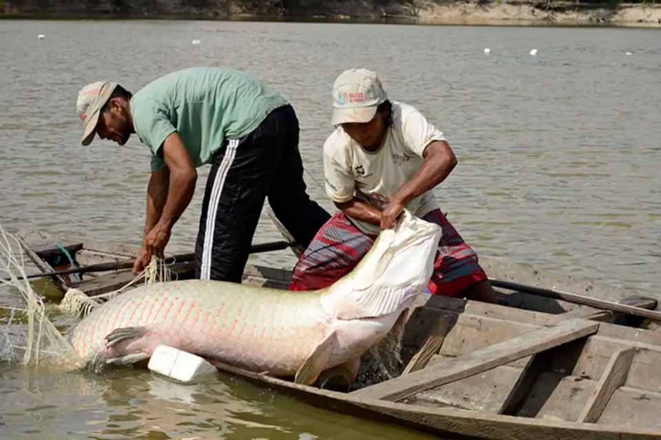 <div style="
                font-size: 18px;
                font-weight: bold;
                color: #0073aa;
                margin-bottom: 5px;
                text-transform: uppercase;
            ">CONSERVAÇÃO AMBIENTAL</div>Estudo genético inédito da UFPA cria base para manejo sustentável de peixes amazônicos