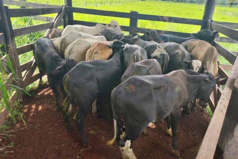 Operação Segurança Rural localiza 17 cabeças de gado furtadas em ação conjunta em Rondônia