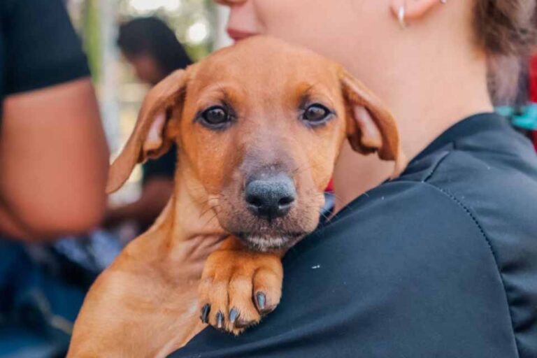 Empresa é multada por abandono de cão em avenida de Porto Velho após vídeo nas redes sociais