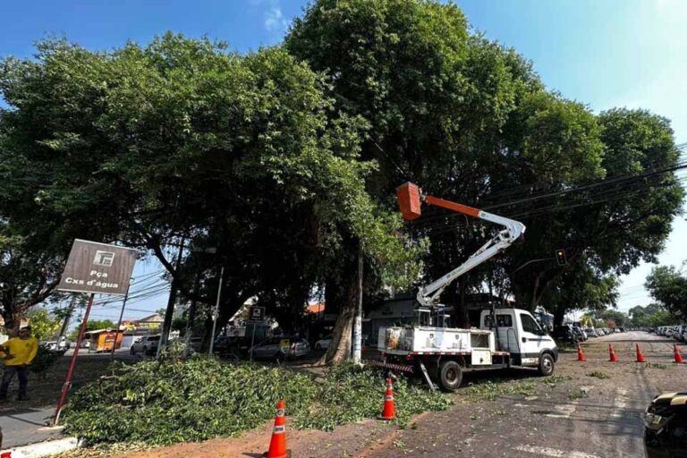 Prefeitura de Porto Velho regulamenta manejo da arborização para proteger aves e ninhos