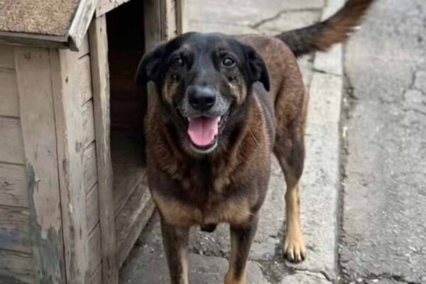 Adolescentes podem receber medidas socioeducativas por morte de cão comunitário em Florianópolis