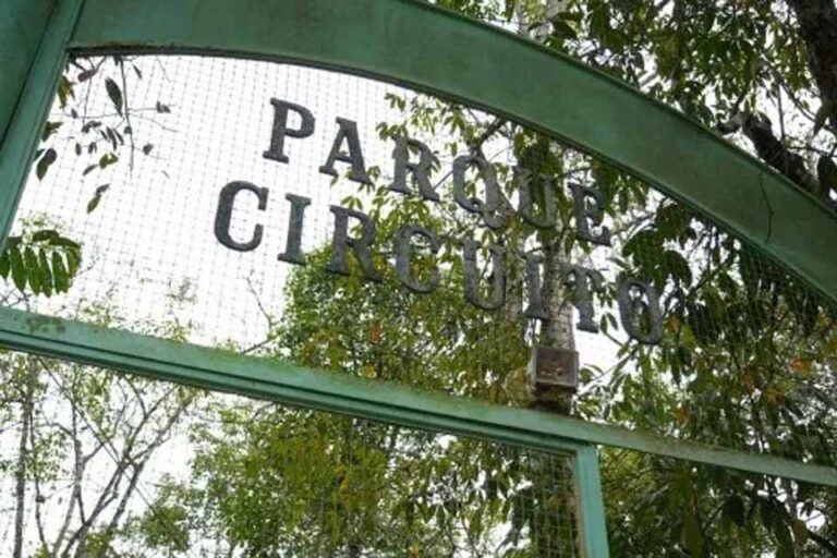 Avistamento de onça-parda em parque urbano de Porto Velho mobiliza órgãos ambientais