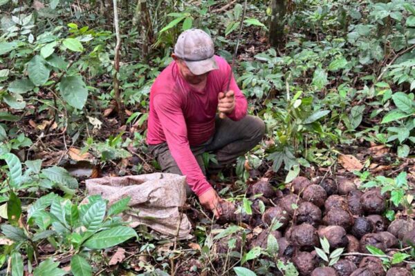 Safra 2026 da Castanha-da-Amazônia deve movimentar mais de R$ 1 milhão nas Reservas Extrativistas de Rondônia