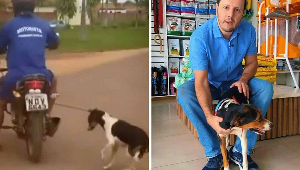 Viralizou no Brasil: cachorra resgatada após maus-tratos recebe tratamento integral da Prefeitura de Vilhena