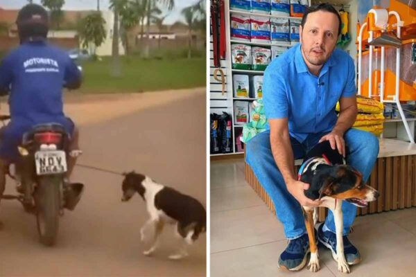 Viralizou no Brasil: cachorra resgatada após maus-tratos recebe tratamento integral da Prefeitura de Vilhena