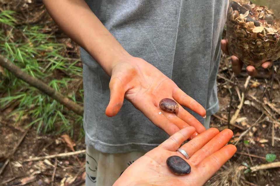 <div style="
                font-size: 18px;
                font-weight: bold;
                color: #0073aa;
                margin-bottom: 5px;
                text-transform: uppercase;
            ">FOLIA&MEIO AMBIENTE</div>Plantio no Assentamento Nova Conquista marca encerramento de campanha ambiental ligada ao Carnaval de Porto Velho