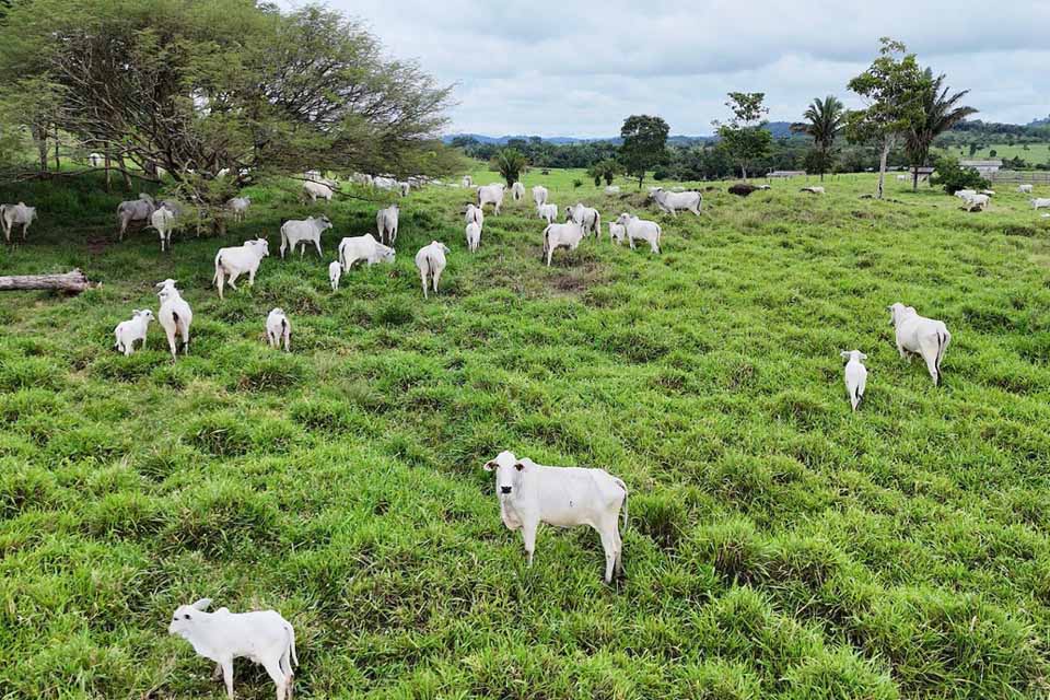 <div style="
                font-size: 18px;
                font-weight: bold;
                color: #0073aa;
                margin-bottom: 5px;
                text-transform: uppercase;
            ">FRAUDE FISCAL</div>MPRO pede R$ 439 milhões por danos coletivos após denunciar seis investigados na Operação Boi Gordo