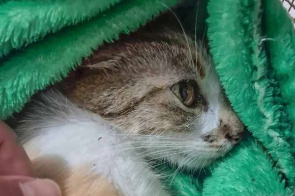 Gata arremessada do 12º andar sobrevive com ferimentos graves e mulher é presa em Curitiba