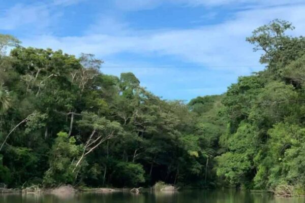 Governo de Rondônia libera acesso online para adesão ao Recam e regularização de multas ambientais