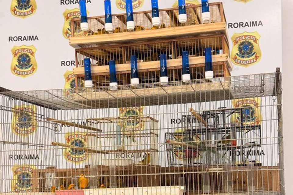 <div style="
                font-size: 18px;
                font-weight: bold;
                color: #0073aa;
                margin-bottom: 5px;
                text-transform: uppercase;
            ">TRÁFICO DE ANIMAIS</div>PF prende dois suspeitos por tráfico interestadual de aves silvestres em Boa Vista