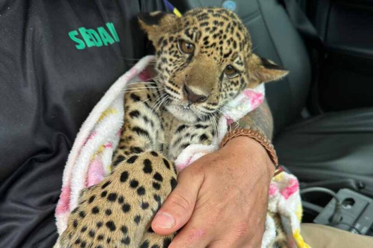 Filhote de onça-pintada resgatado em Machadinho do Oeste é levado ao CETAS em Porto Velho