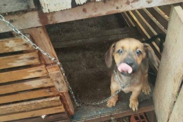 Polícia Militar resgata cães em situação de maus-tratos e conduz responsável à Unisp em Espigão do Oeste