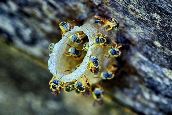 Apicultura em Porto Velho cresce com apoio da Semagric e ganha destaque no Dia Nacional do Mel
