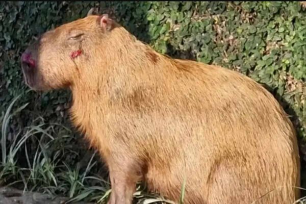 Justiça do RJ converte em preventiva prisão de seis acusados por agressão a capivara na Ilha do Governador