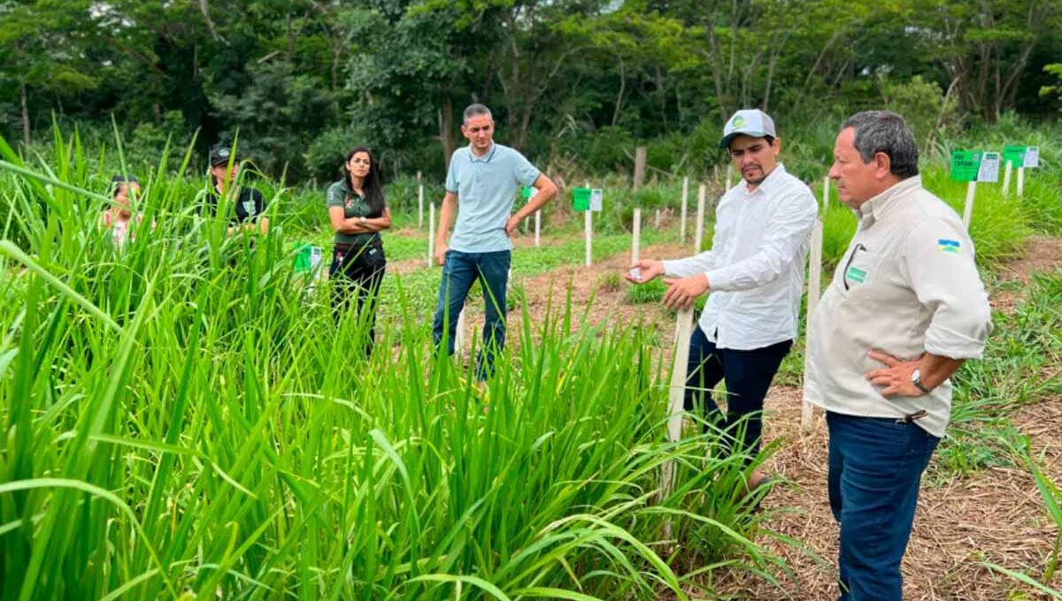 Programa Consultec-Leite amplia produtividade da pecuária leiteira e fortalece agricultura familiar em Rondônia