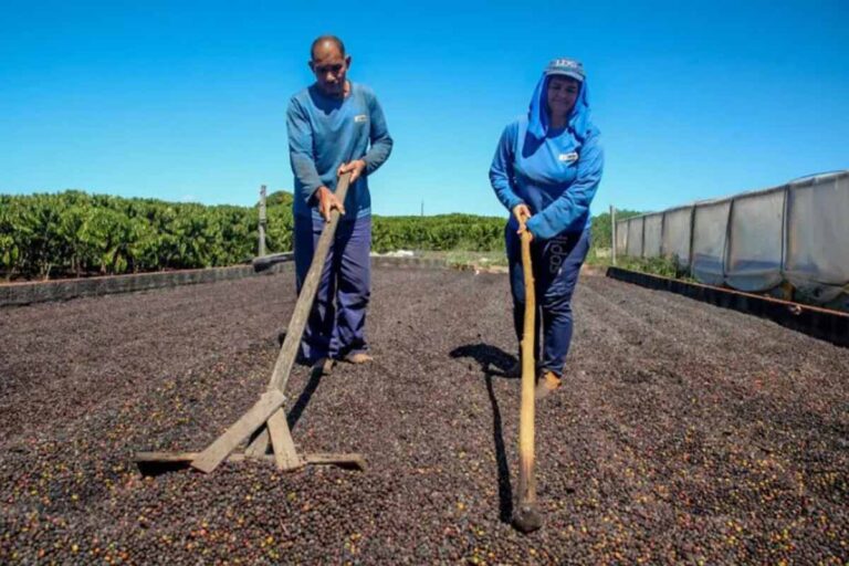 Exportações impulsionam agro de Rondônia e reforçam papel estratégico no Dia Mundial da Agricultura