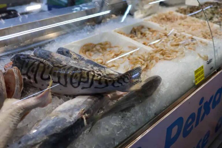 Vigilância Sanitária alerta sobre riscos no consumo de pescado e orienta compra segura na Semana Santa