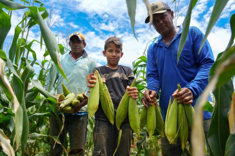 Produção de milho em União Bandeirantes impulsiona economia rural com apoio da Prefeitura de Porto Velho