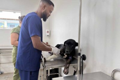 Prefeitura de Porto Velho resgata cachorro abandonado e retoma tratamento veterinário na capital