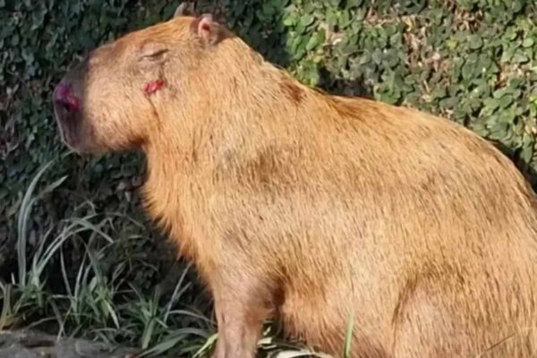 MPRJ denuncia seis homens por espancamento de capivara com crueldade no Rio de Janeiro