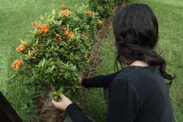 Agevisa realiza capacitação online sobre acidentes com animais peçonhentos para profissionais de saúde em Rondônia