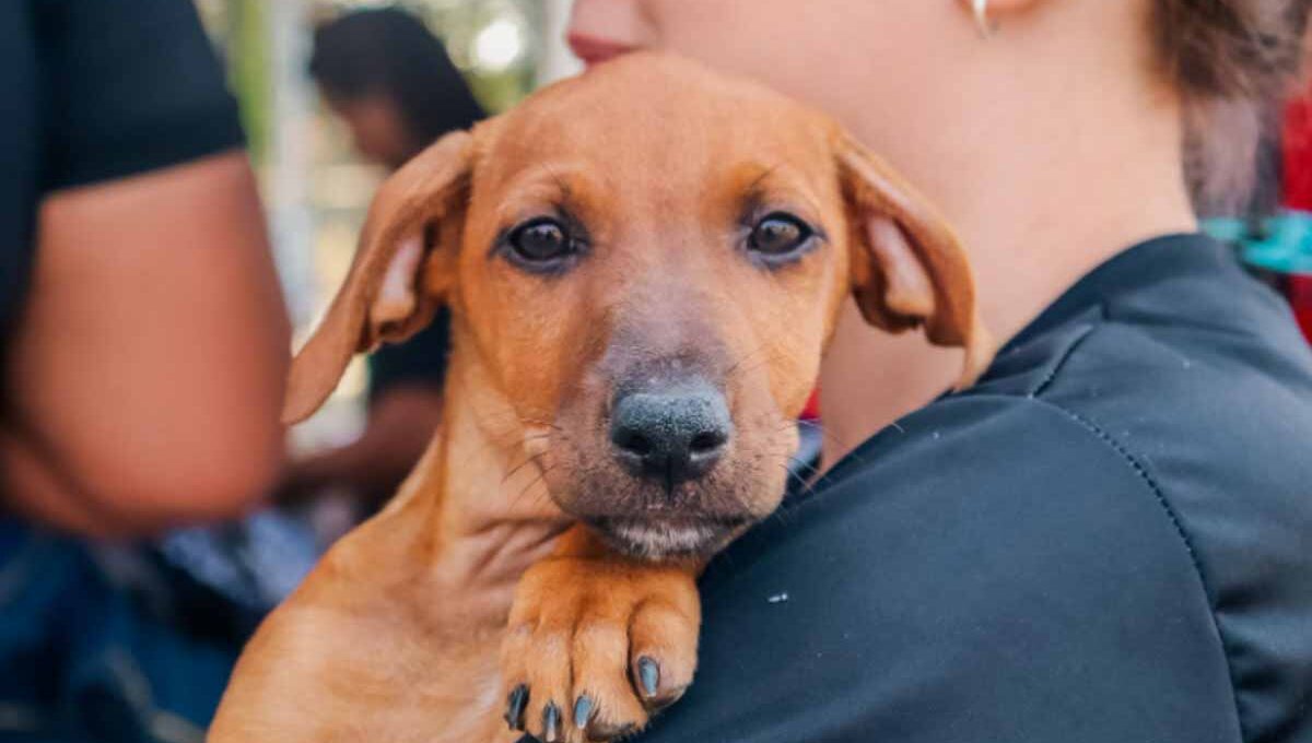 Feira de adoção de cães e gatos acontece neste sábado em Porto Velho com animais já tratados e preparados