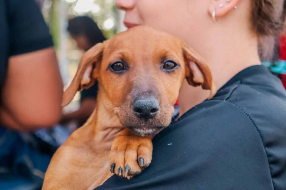 <div style="
                font-size: 18px;
                font-weight: bold;
                color: #0073aa;
                margin-bottom: 5px;
                text-transform: uppercase;
            ">ADOÇÃO DE ANIMAIS,</div>Feira de adoção de cães e gatos acontece neste sábado em Porto Velho com animais já tratados e preparados