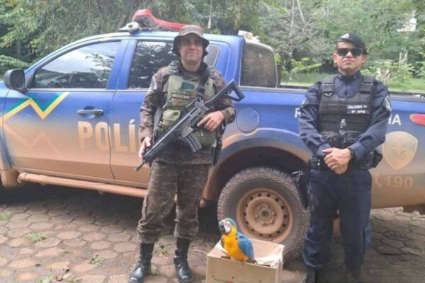 Arara-canindé ferida é encaminhada ao CETAS após resgate da Polícia Ambiental em Rondônia