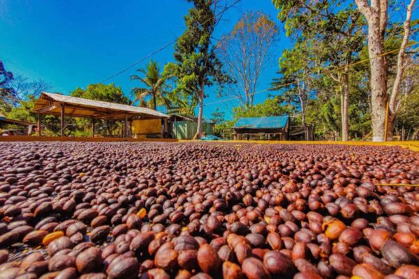 Café das Matas de Rondônia ganha destaque nacional e internacional com produção sustentável e alta produtividade