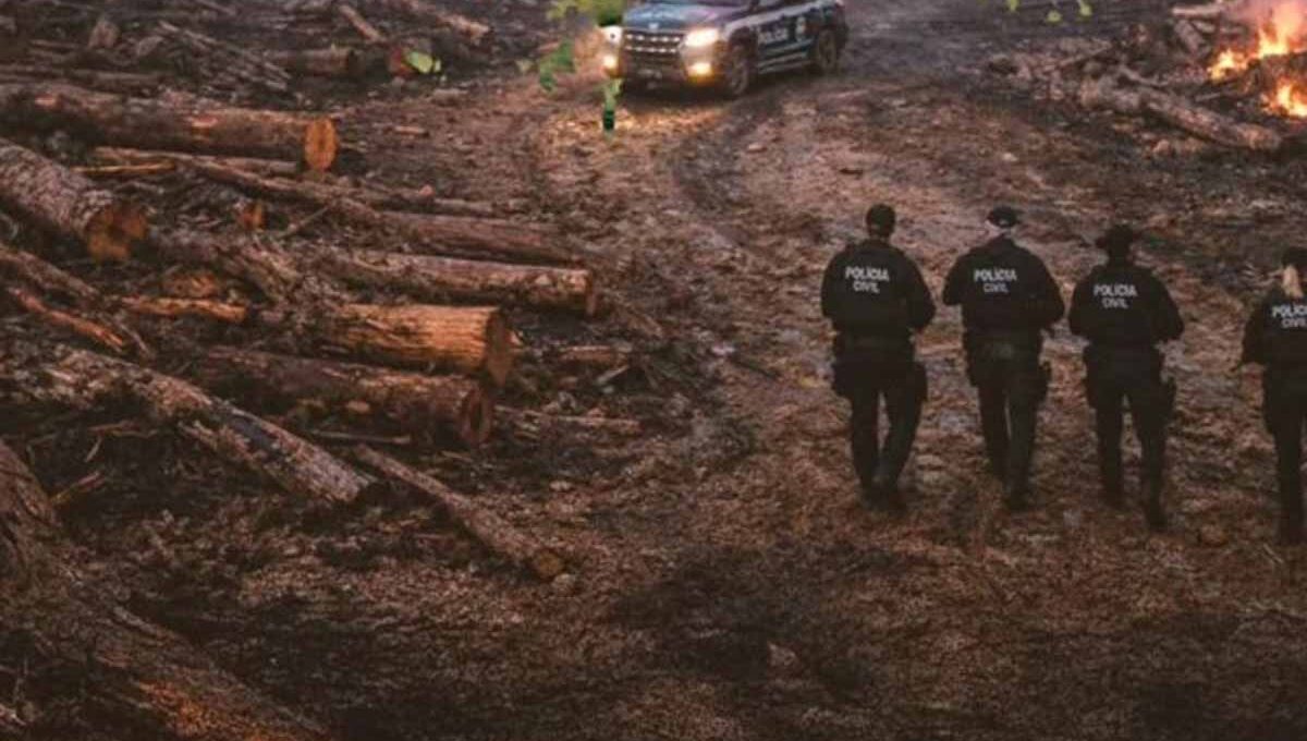 Operação Escudo de Cinzas V cumpre 15 medidas contra grupo que invadiu floresta estadual em Porto Velho