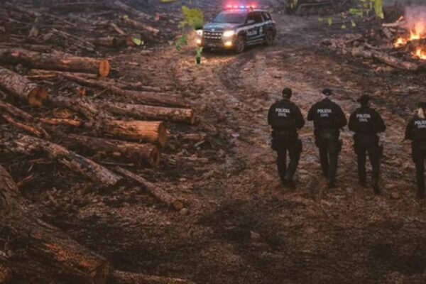 Operação Escudo de Cinzas V cumpre 15 medidas contra grupo que invadiu floresta estadual em Porto Velho