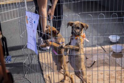 Prefeitura de Porto Velho realiza evento do Dia das Mães com adoção animal, castração e distribuição de mudas