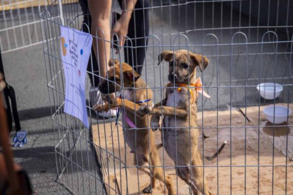 Prefeitura de Porto Velho realiza evento do Dia das Mães com adoção animal, castração e distribuição de mudas