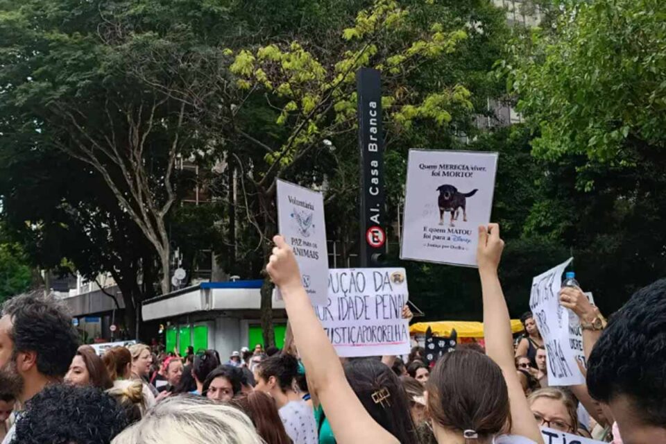 <div style="
                font-size: 18px;
                font-weight: bold;
                color: #0073aa;
                margin-bottom: 5px;
                text-transform: uppercase;
            ">AGRESSÃO A ANIMAL</div>Justiça arquiva caso do cão Orelha após análise técnica do Ministério Público em SC