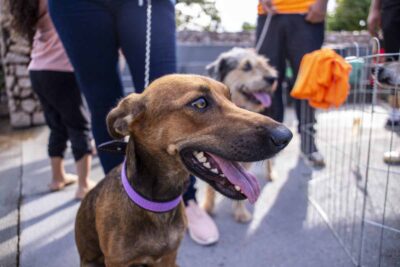 Prefeitura de Porto Velho abre cadastro permanente para protetores de animais e amplia apoio à causa animal