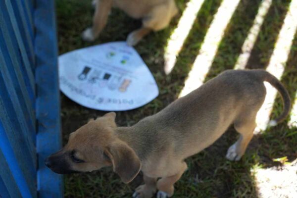Prefeitura de Porto Velho abrirá cadastro para protetoras independentes de animais