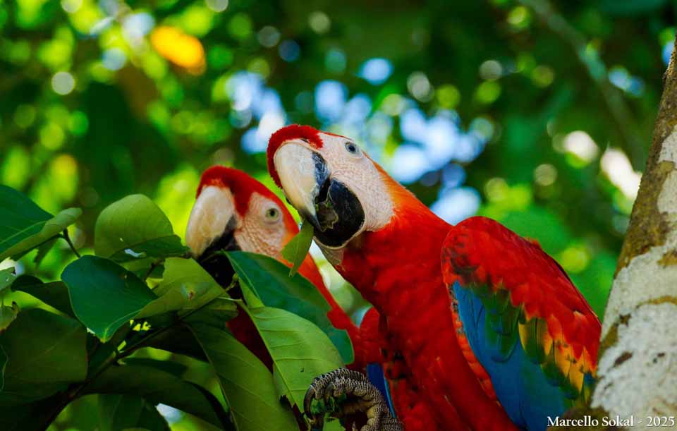Biodiversidade rondoniense aparece em imagem que integra a exposição fotográfica