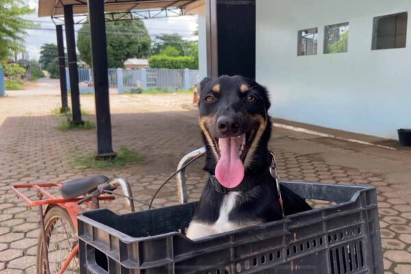 Prefeitura de Porto Velho amplia rede de atendimento veterinário após resgate de cadela atropelada e filhotes