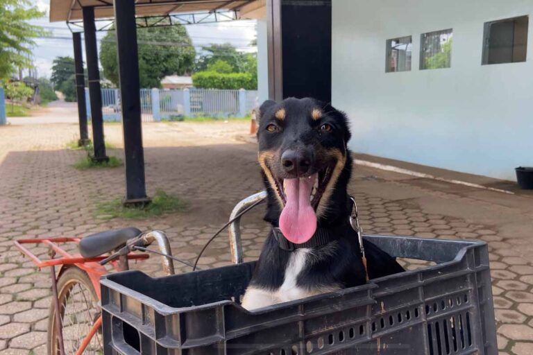 Prefeitura de Porto Velho amplia rede de atendimento veterinário após resgate de cadela atropelada e filhotes