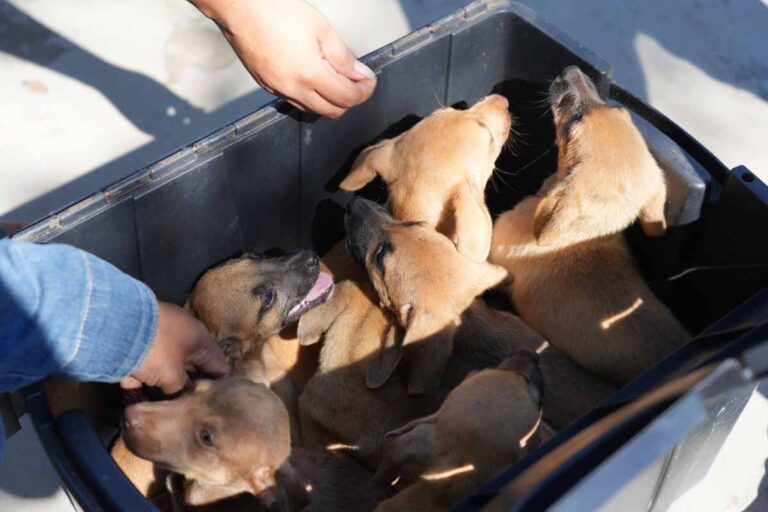 Prefeitura de Porto Velho promove feira de adoção de cães resgatados neste domingo na Rua do Hexa