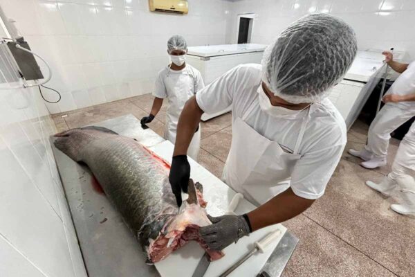 Porto Velho amplia certificação de agroindústrias de pescado e reforça segurança alimentar