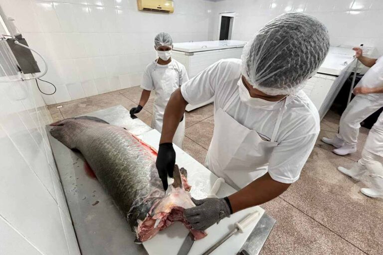 Porto Velho amplia certificação de agroindústrias de pescado e reforça segurança alimentar