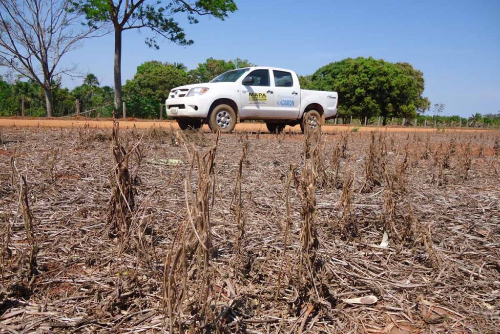 Vazio sanitário da soja entra em vigor em Rondônia e proíbe cultivo até setembro