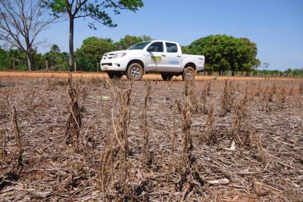 Vazio sanitário da soja entra em vigor em Rondônia e proíbe cultivo até setembro