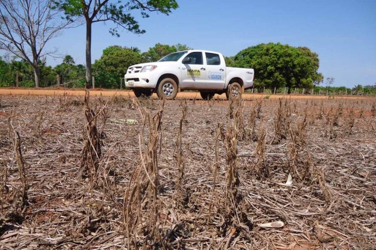 Vazio sanitário da soja entra em vigor em Rondônia e proíbe cultivo até setembro
