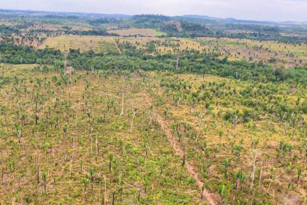 MPRO pede mais de R$ 90 milhões em ação por desmatamento ilegal de 1,2 mil hectares em Machadinho do Oeste