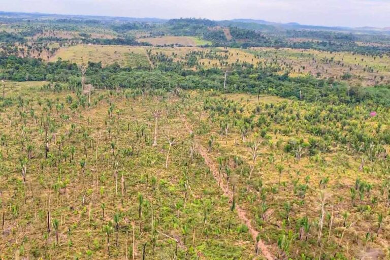 MPRO pede mais de R$ 90 milhões em ação por desmatamento ilegal de 1,2 mil hectares em Machadinho do Oeste